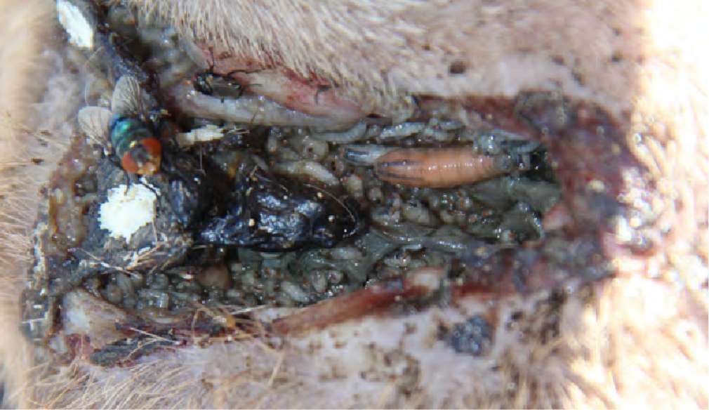 Identification New World Screwworm Resources Identification New World Screwworm Resources